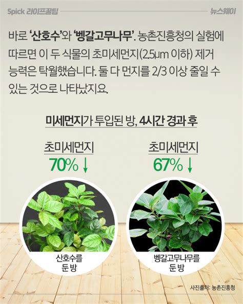 공기 정화 식물 효과